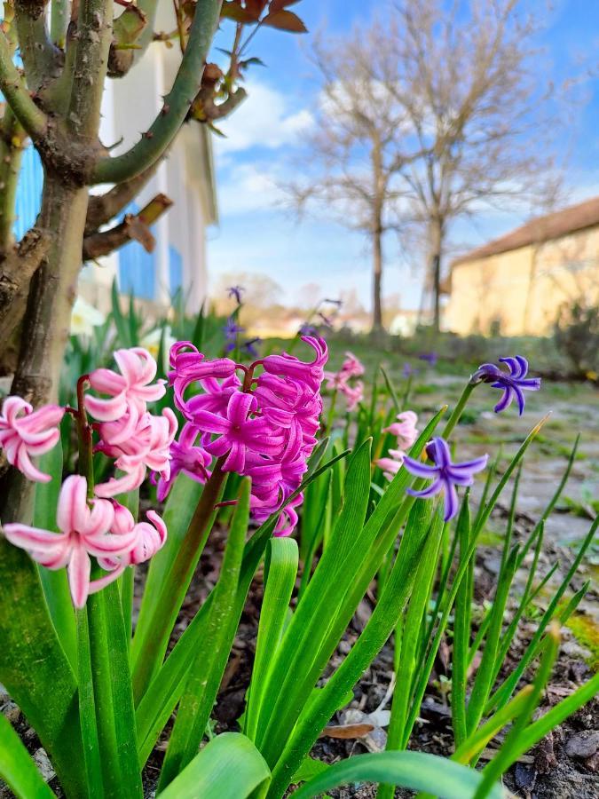 Ethno&Coffee House Tulip Bed & Breakfast Glozan Luaran gambar